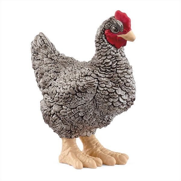 SHL13997 - Gallina Plymouth Rock - 1