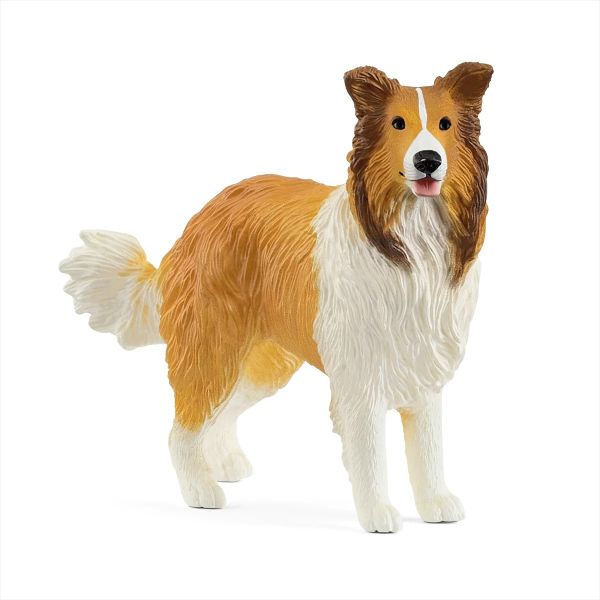 SHL13998 - Perro Collie - 1