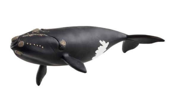 SHL14878 - Ballena Atlántica - 1