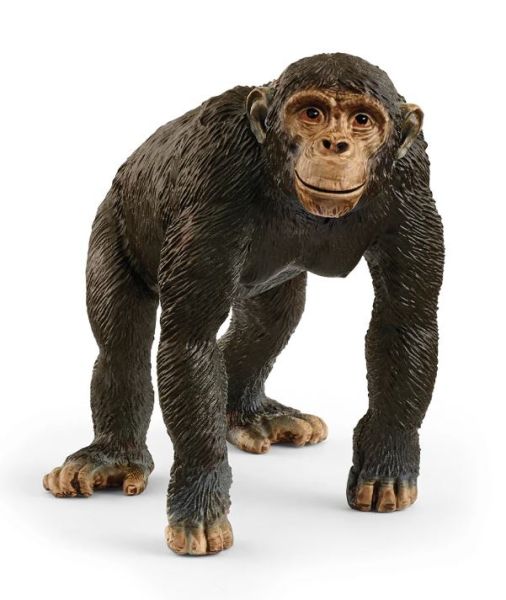 SHL14883 - Chimpancé - 1
