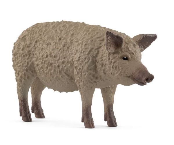 SHL14892 - Cerdo Mangalica - 1