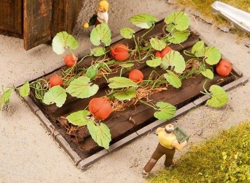 NOC13219 - plantas de calabaza - 1