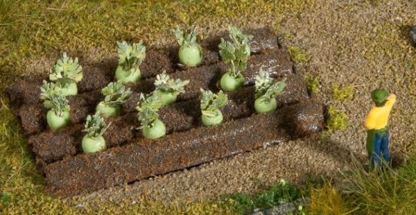 NOC13220 - plantas de colirrábano - 1