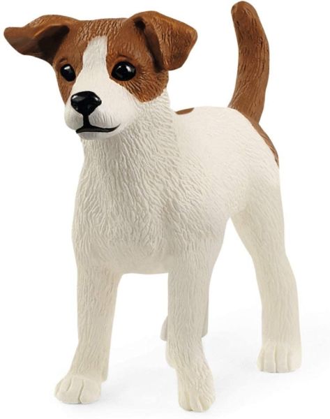 SHL13916 - Jack Russell Terrier - 1