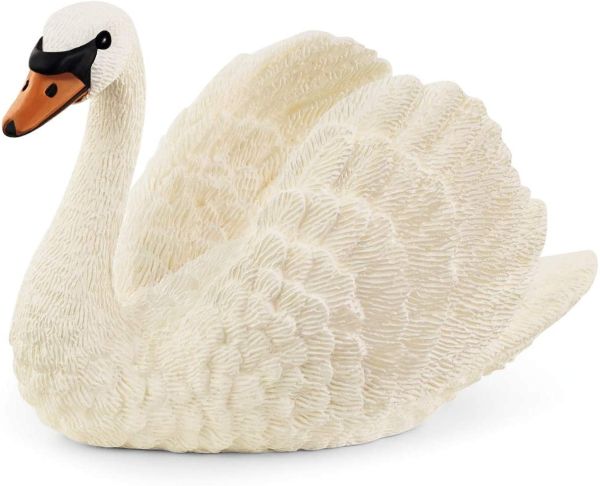 SHL13921 - Cisne - 1