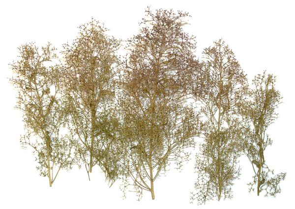 NOC23100 - arboles naturales - 1