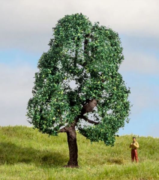 NOC20111 - Roble 10 cm - 1