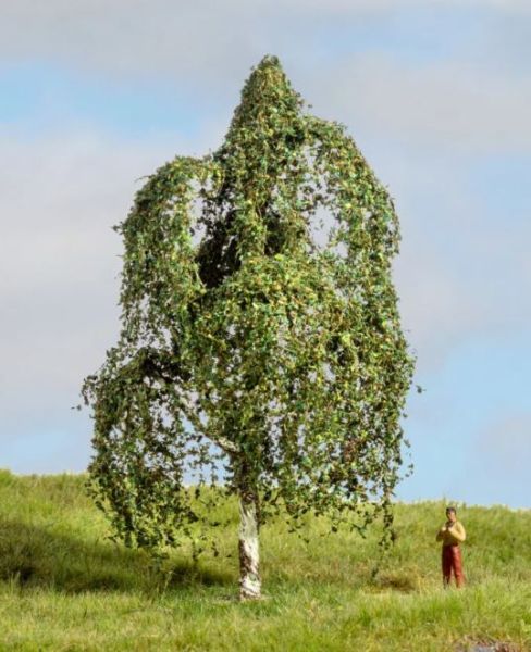 NOC20121 - Abedul plateado 12 cm - 1