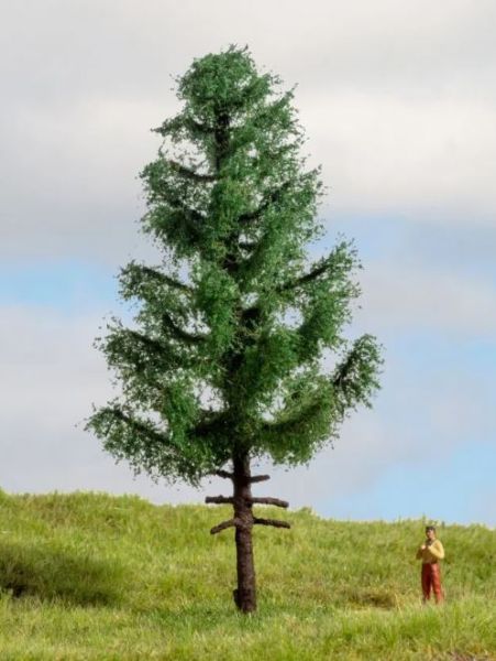 NOC20195 - Picea de fuste alto, 14 cm - 1