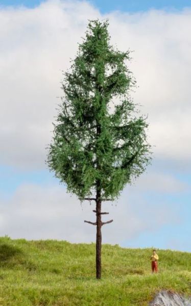 NOC20196 - Picea de fuste alto, 21 cm - 1