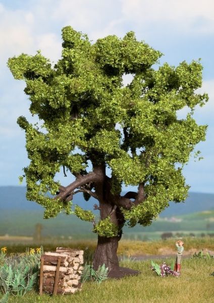 NOC21760 - Roble 15cm - 1