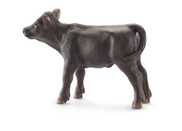 SHL13768 - Ternero Angus - 1