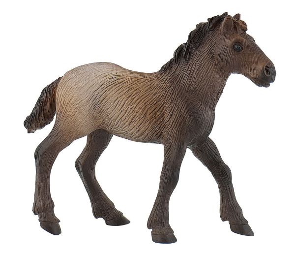 BUL62734 - potro camargue - 1