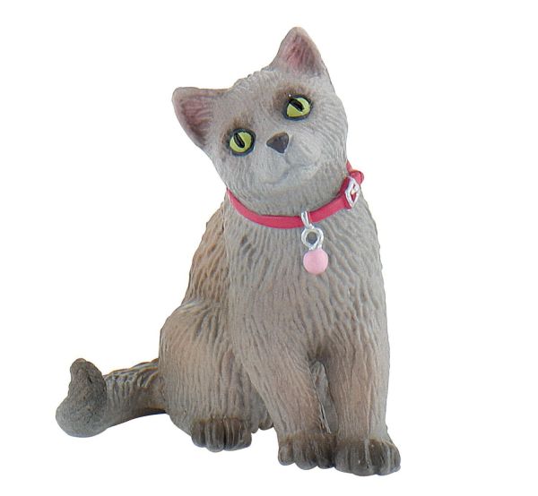BUL66372 - gato ruso - 1