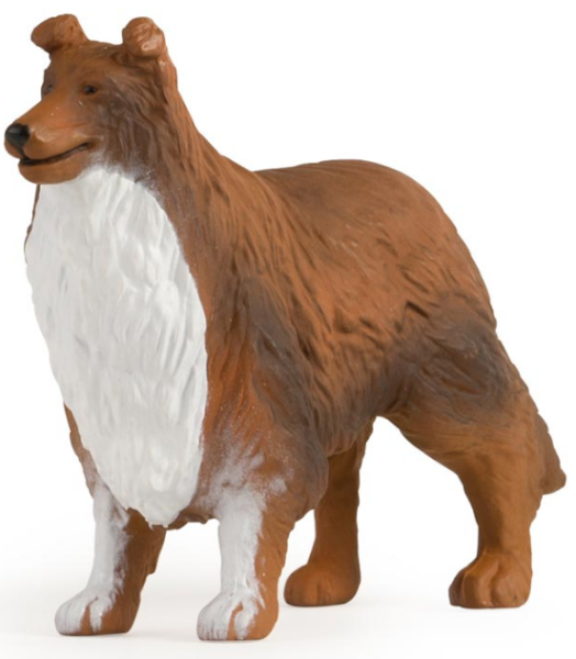 ERT46532 - COLLIE - 1