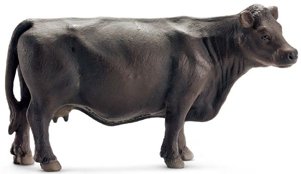 SHL13767 - Vaca Angus - 1