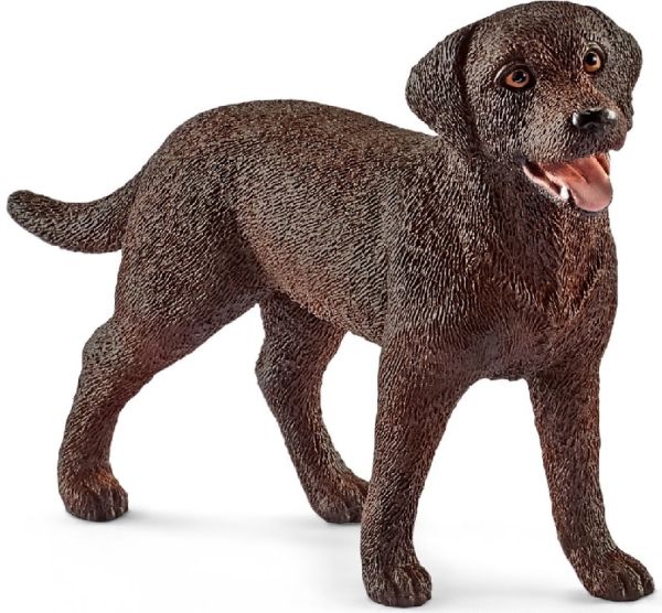 SHL13834 - perros perdigueros de labrador - 1