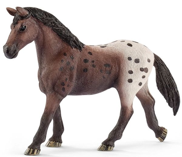 SHL13861 - Yegua Appaloosa - 1