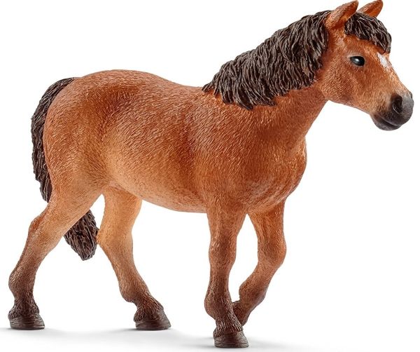 SHL13873 - Poni Dartmoor - 1