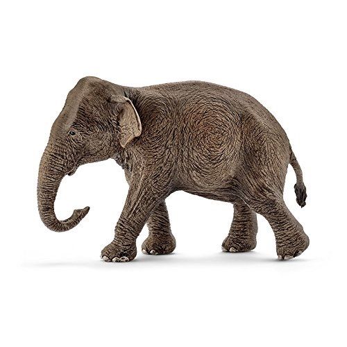SHL14753 - Elefante Asiático - Hembra - 1