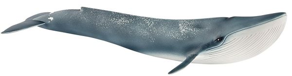 SHL14806 - Ballena azul - 1