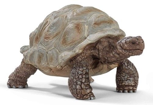 SHL14824 - Tortuga gigante - 1