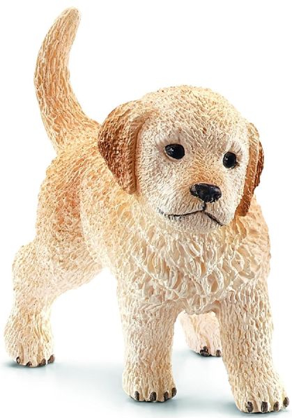 SHL16396 - cachorro golden retriever - 1