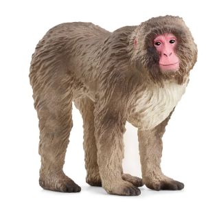 SHL14871 - Macaco japonés
