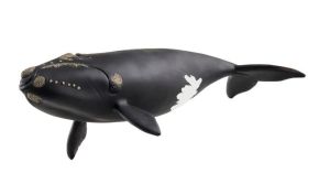 SHL14878 - Ballena Atlántica