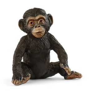 SHL14884 - Chimpancé Joven