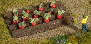 NOC13221 - plantas de remolacha roja