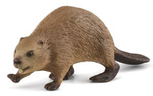 SHL14855 - Nycticebe
