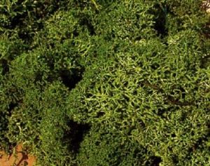 HEK3222 - Bolsa de 75g de musgo verde mediano