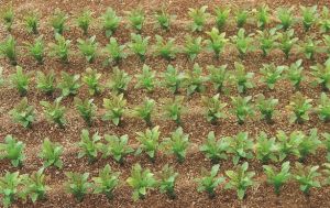 JUW23387 - 50 tallos de remolacha en miniatura para diorama