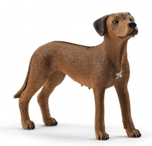 SHL13895 - Perro Ridgeback de Rodesia