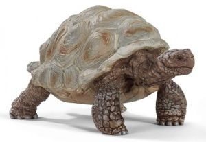 SHL14824 - Tortuga gigante