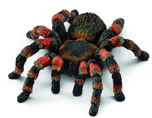 SHL14829 - tarántula