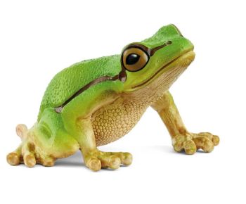 SHL14882 - Rana Arbórea Verde