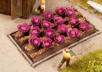 NOC13218 - plantas de col roja