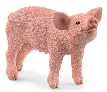 SHL13934 - Cerdito