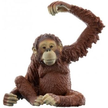 SHL14775 - Orangután Hembra
