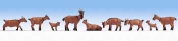 NOC15752 - Cabras