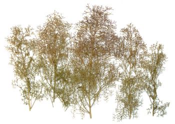 NOC23100 - arboles naturales