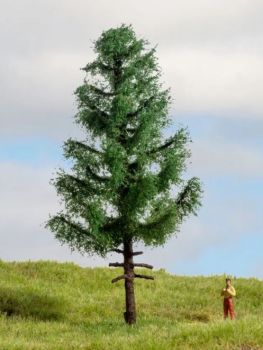 NOC20195 - Picea de fuste alto, 14 cm