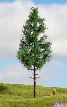 NOC20196 - Picea de fuste alto, 21 cm