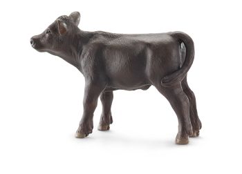 SHL13768 - Ternero Angus