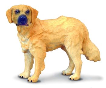 COLL88116 - perro cobrador dorado