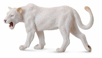 COLL88549 - Leona blanca