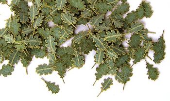 PLS252 - Hojas de roble verde en miniatura de 4 mm