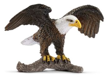 SHL14780 - Águila calva
